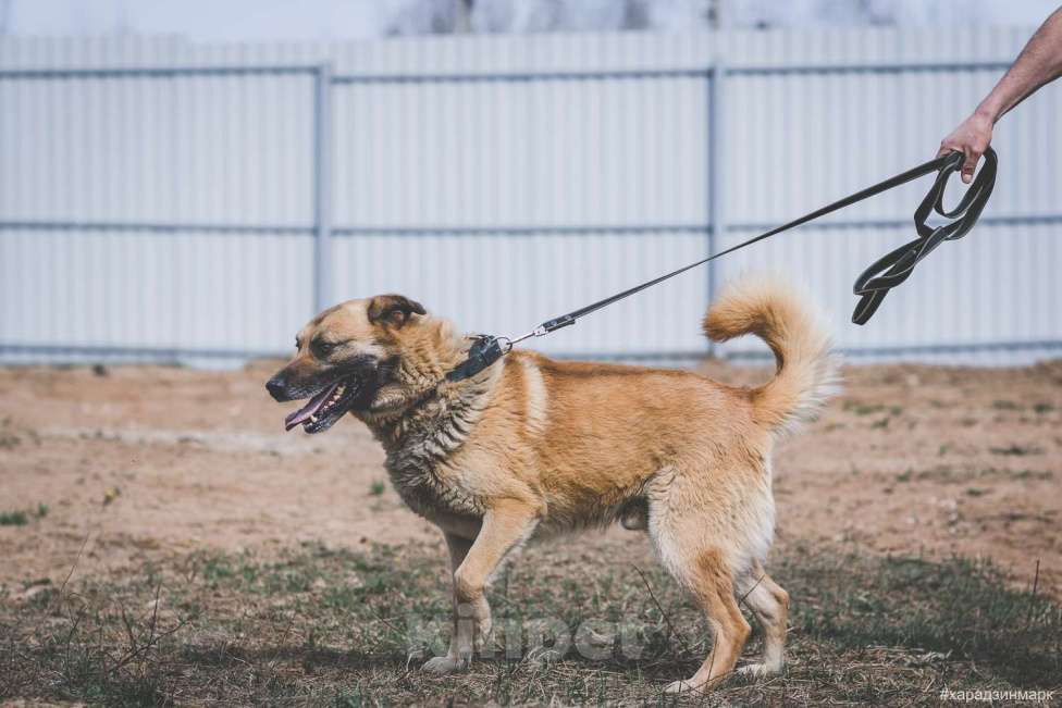 Собаки в Москве: Пыжик Мальчик, Бесплатно - фото 1