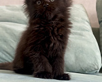 Кошки в Иркутске: Котенок мейн-кун Девочка, 25 000 руб. - фото 2