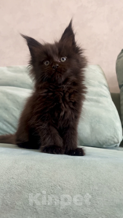 Кошки в Иркутске: Котенок мейн-кун Девочка, 25 000 руб. - фото 2
