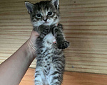 Кошки в Уфе: Котята в добрые руки  Девочка, Бесплатно - фото 2