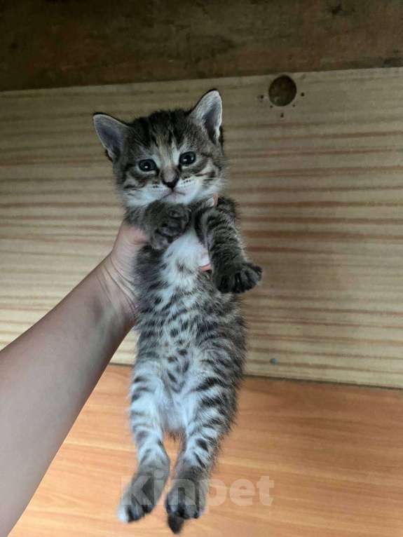 Кошки в Уфе: Котята в добрые руки  Девочка, Бесплатно - фото 2