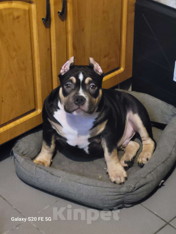 Собаки в Санкт-Петербурге: Щенок Американский Булли Мальчик, Бесплатно - фото 1