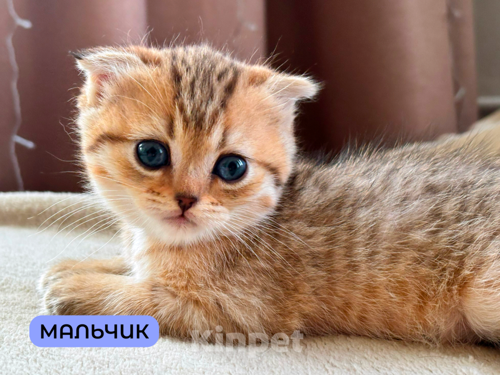 Кошки в Москве: Шотландский вислоухий котёнок Мальчик, 20 000 руб. - фото 1