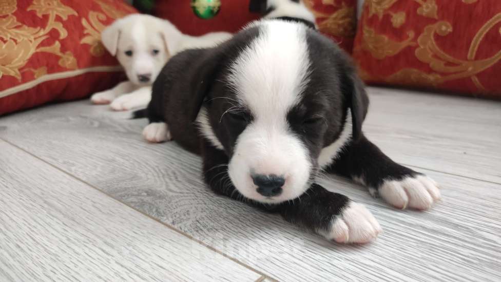 Собаки в Липецке: Бордер колли митис (красавчек 1) Мальчик, 15 000 руб. - фото 1