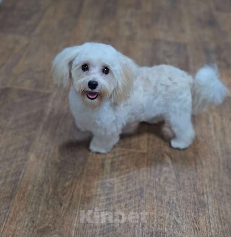 Собаки в Москве: Мальчик Мальтипу  Мальчик, 80 000 руб. - фото 4