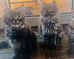 Кошки в Шатуре: Мей-кун котенок Девочка, 10 000 руб. - фото 6