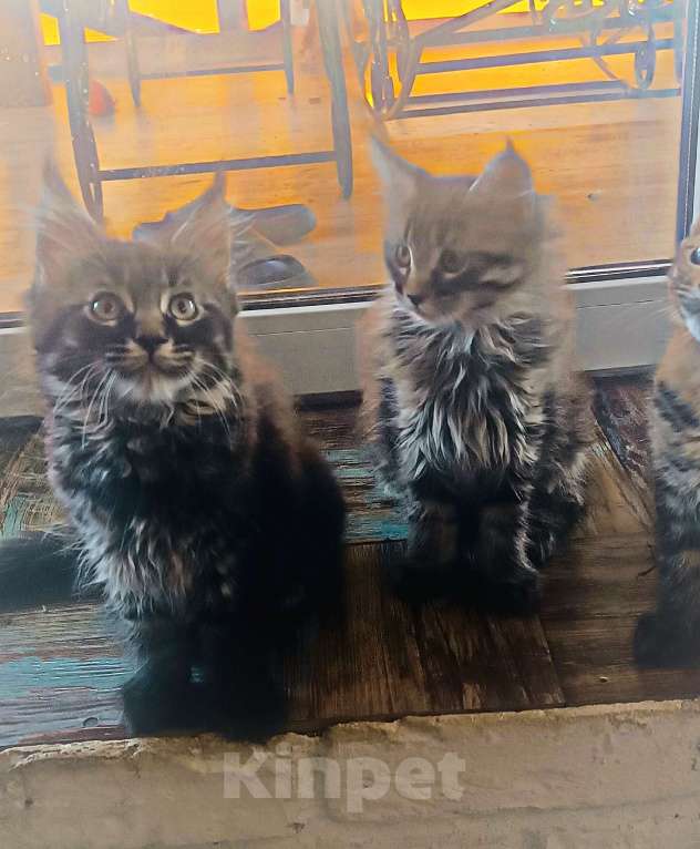 Кошки в Шатуре: Мей-кун котенок Девочка, 10 000 руб. - фото 6