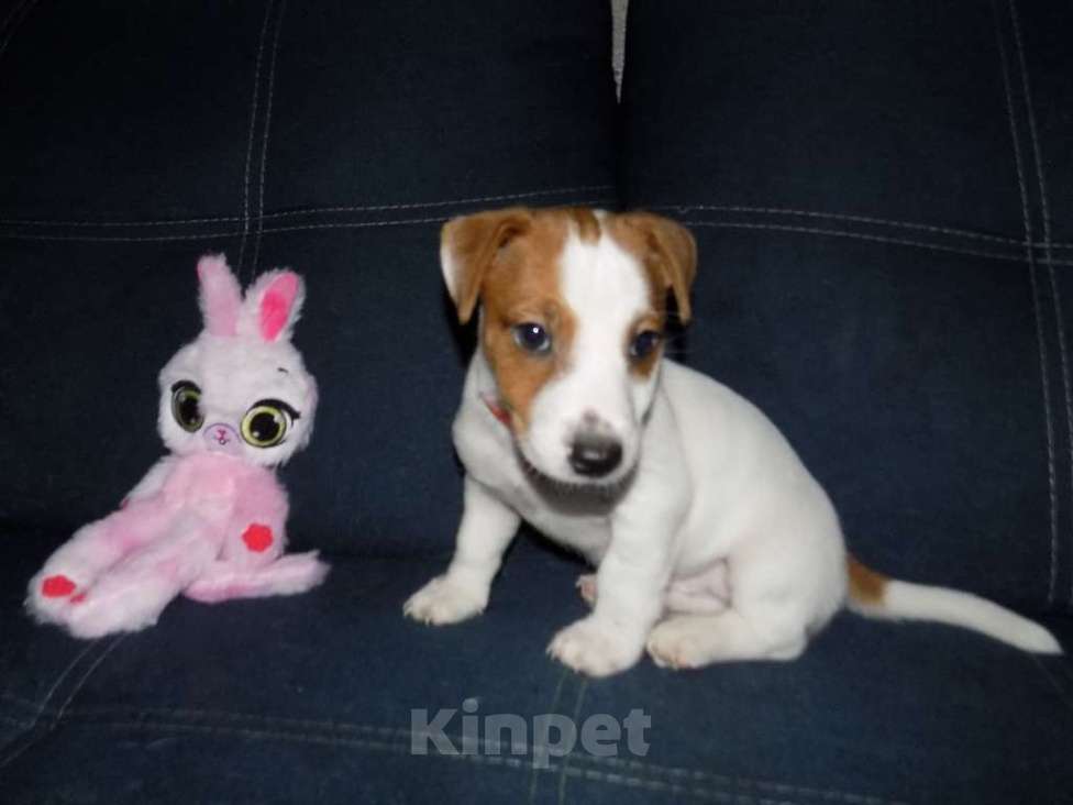 Собаки в Москве: Джек рассел терьер, мальчики Мальчик, 30 000 руб. - фото 1