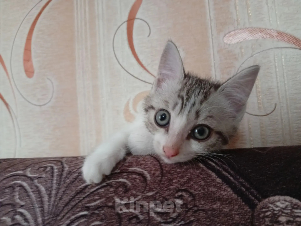 Кошки в Кургане: ❗ отдам котенка в добрые руки ❗ Девочка, Бесплатно - фото 2