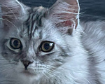 Кошки в Москве: Котенок мейн-кун Девочка, 35 000 руб. - фото 2