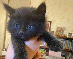 Кошки в Москве: Кото-Космос ищет дом Мальчик, Бесплатно - фото 1