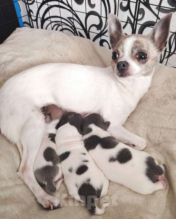 Собаки в Санкт-Петербурге: Чихуахуа Девочка, 30 000 руб. - фото 4