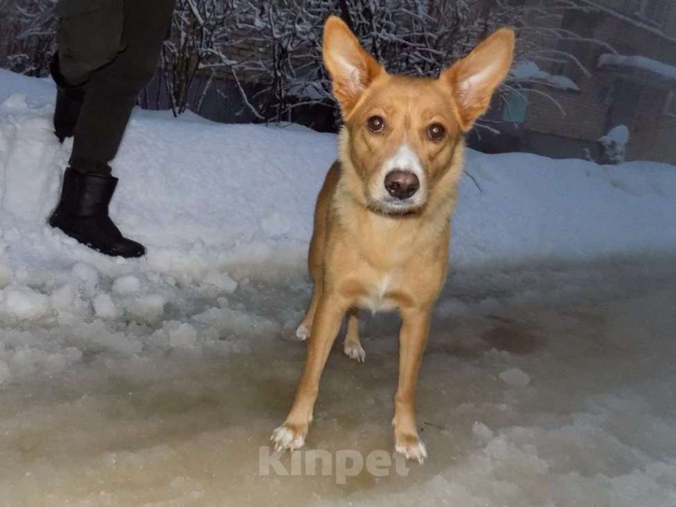 Собаки в Москве: Португальский поденгу, мальчик mix Мальчик, 20 000 руб. - фото 4