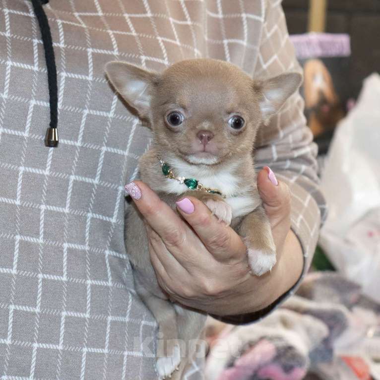 Собаки в Москве: 💜Лиловая кукольная чихуахуа Девочка, 100 000 руб. - фото 4