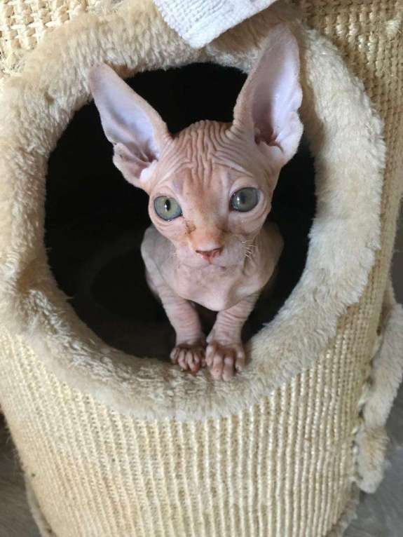 Кошки в Мытищах:  красотка в добрые руки Девочка, 1 руб. - фото 3