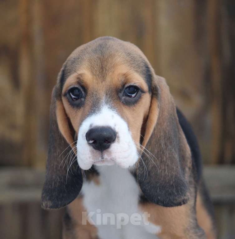 Собаки в других городах Московской области: Сука бигль. Девочка, 60 000 руб. - фото 2