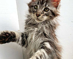 Кошки в Ачинске: Котята Мейн-Кун Девочка, 50 000 руб. - фото 1