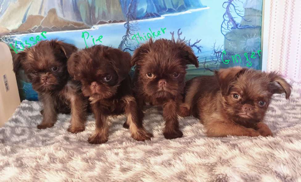 Собаки в Москве: Шоколадный грифон Мальчик, 80 000 руб. - фото 4