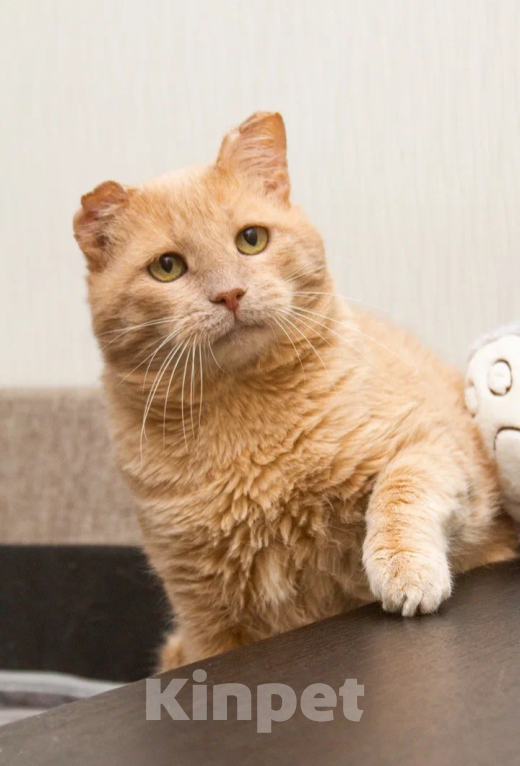 Кошки в Москве: Отдам рыжего котика в добрые руки Мальчик, Бесплатно - фото 1