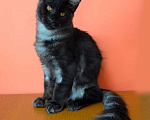 Кошки в Санкт-Петербурге: Котенок мейн-кун черный дым Almaz Diesel Power Мальчик, 80 000 руб. - фото 2
