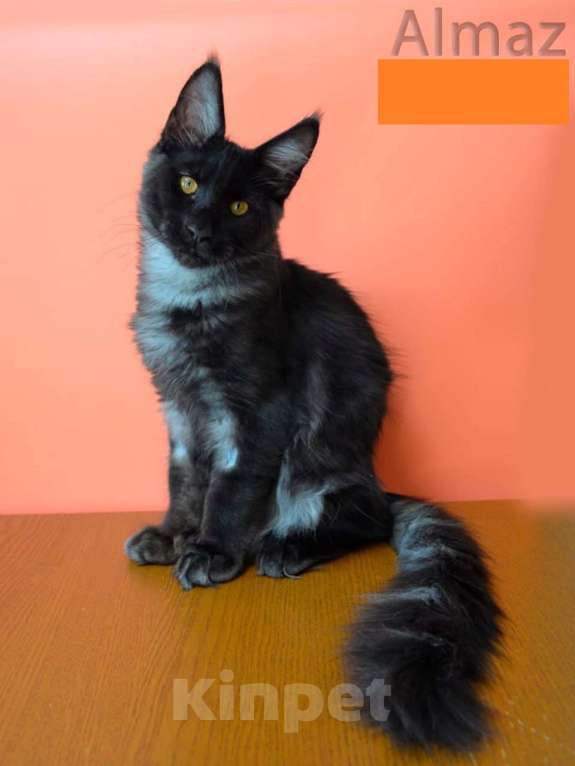 Кошки в Санкт-Петербурге: Котенок мейн-кун черный дым Almaz Diesel Power Мальчик, 80 000 руб. - фото 2