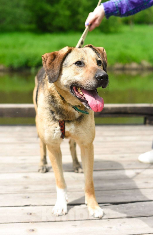 Собаки в Москве: Ясфира Девочка, Бесплатно - фото 4
