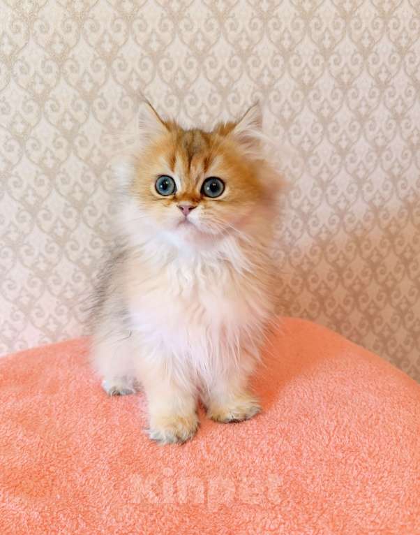 Кошки в Санкт-Петербурге: Золотой британчик Мальчик, 22 000 руб. - фото 10