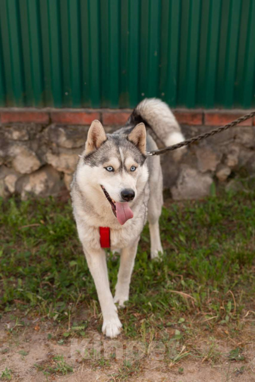 Собаки в Туле: Собака Луна ищет дом! Девочка, Бесплатно - фото 5