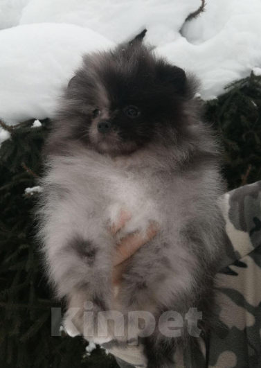 Собаки в Санкт-Петербурге: Мальчик мрамор Мальчик, 40 000 руб. - фото 1