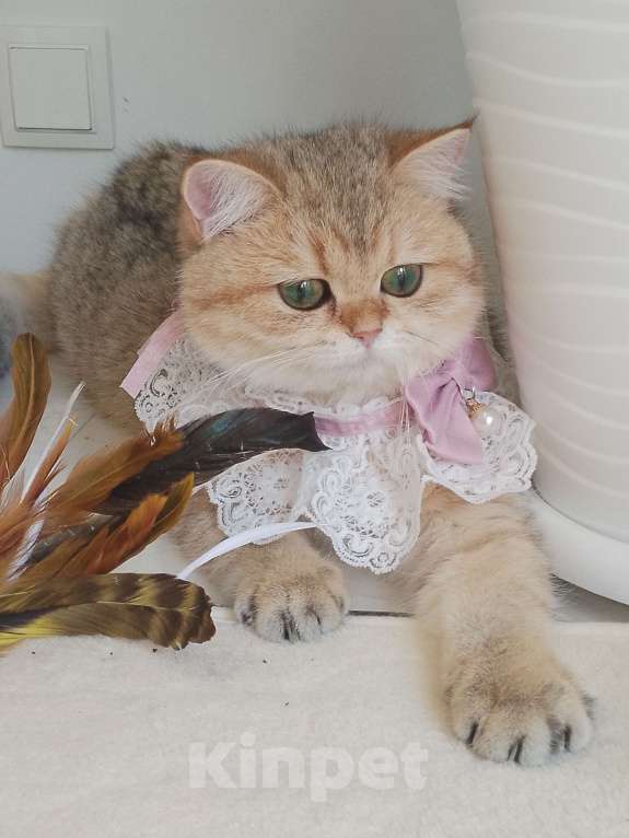 Кошки в Москве: Британская девочка золотая шиншила Девочка, 60 000 руб. - фото 2