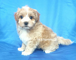 Собаки в Москве: мальтипу мальчик Мальчик, 60 000 руб. - фото 3