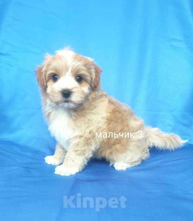 Собаки в Москве: мальтипу мальчик Мальчик, 60 000 руб. - фото 3