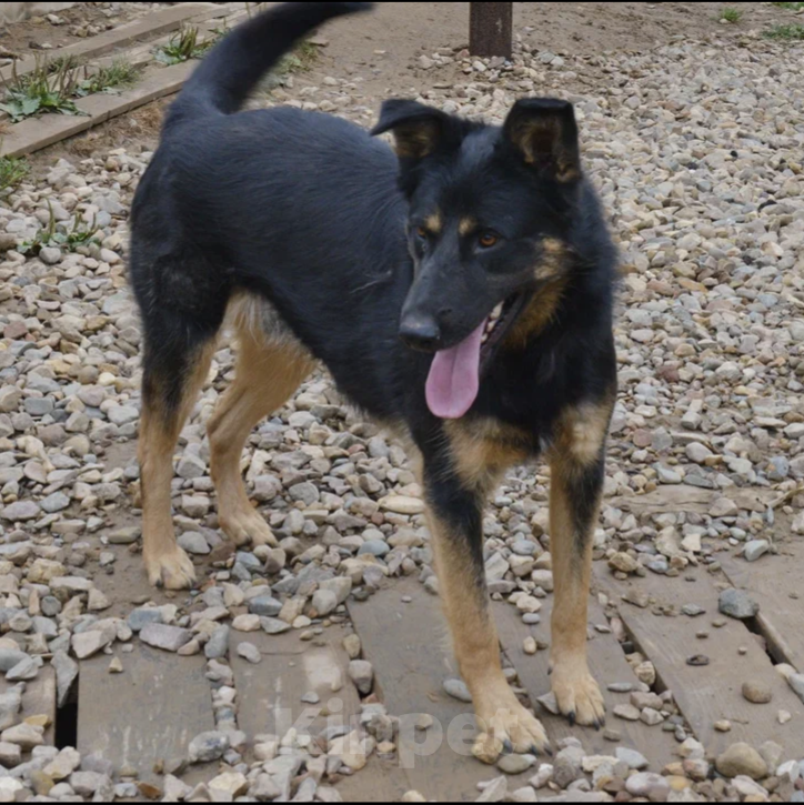Собаки в Москве: Граф Мальчик, Бесплатно - фото 5