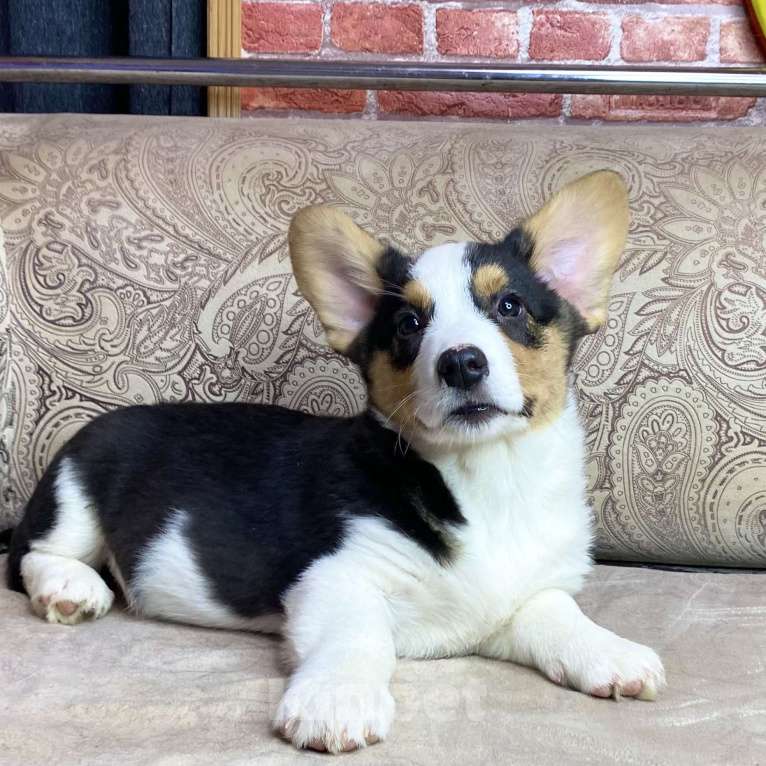 Собаки в Москве: Щенки вельш-корги кардиган Мальчик, 35 000 руб. - фото 2