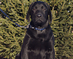 Собаки в Москве: Щенки лабрадора Разнополые, Бесплатно - фото 7