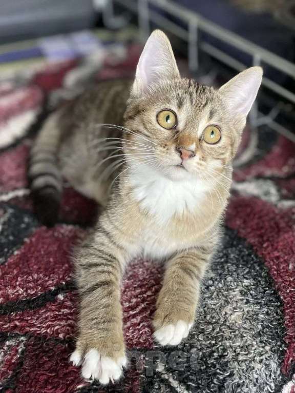 Кошки в Москве: Котенок девочка ищет дом Девочка, Бесплатно - фото 1