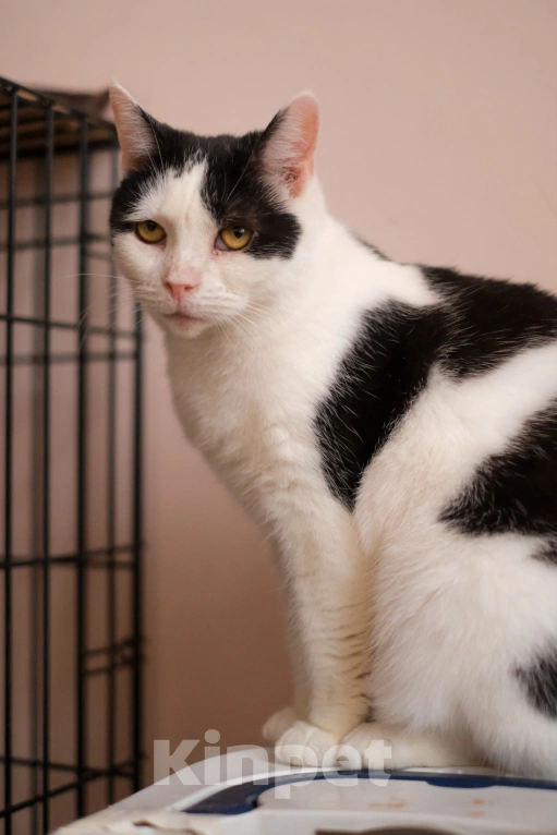 Кошки в Санкт-Петербурге: Марфа Сергеевна из приюта в добрые руки Девочка, Бесплатно - фото 2