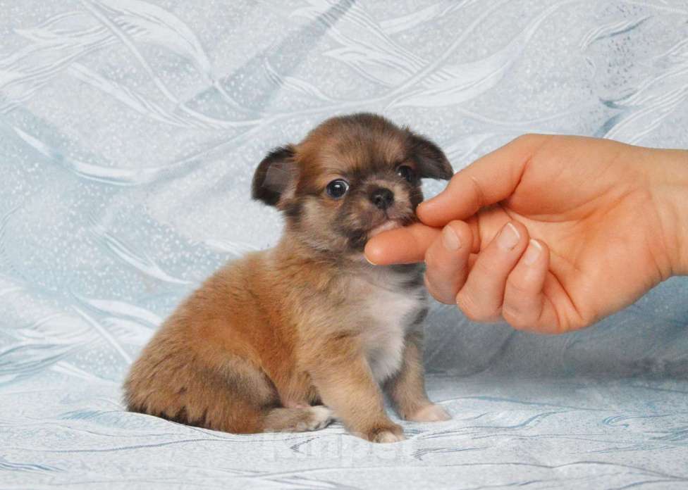 Собаки в Москве: голубопалевая длинношерстная девочка чихуа-хуа Девочка, Бесплатно - фото 1