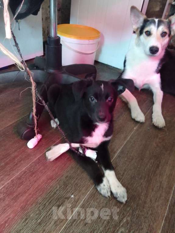 Собаки в Орле: Девочка Девочка, Бесплатно - фото 4