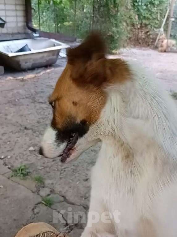 Собаки в Ставрополе: Лайза ищет дом  Девочка, Бесплатно - фото 4