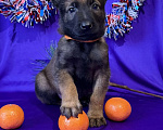 Собаки в других городах Московской области: Шикарные щенки малинуа от родителей чемпионов  Мальчик, 70 000 руб. - фото 4