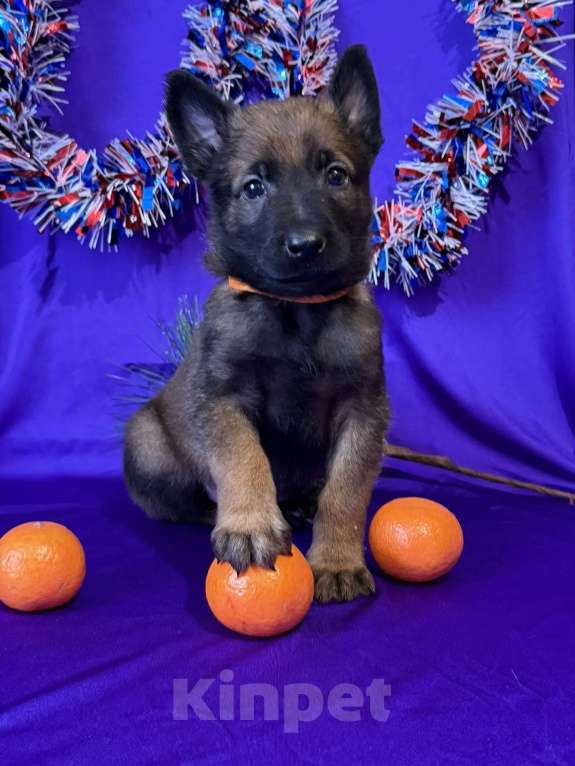 Собаки в других городах Московской области: Шикарные щенки малинуа от родителей чемпионов  Мальчик, 70 000 руб. - фото 4