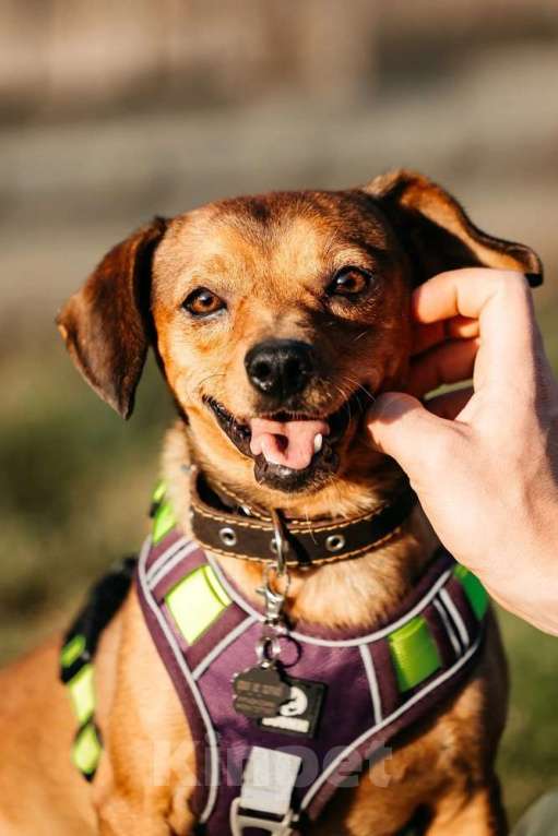 Собаки в Москве: Метис чихуахуа Чарлик в добрые руки Мальчик, 1 руб. - фото 7