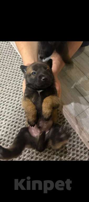 Собаки в других городах Московской области: Продам щенков породы Малинуа Мальчик, 25 000 руб. - фото 4