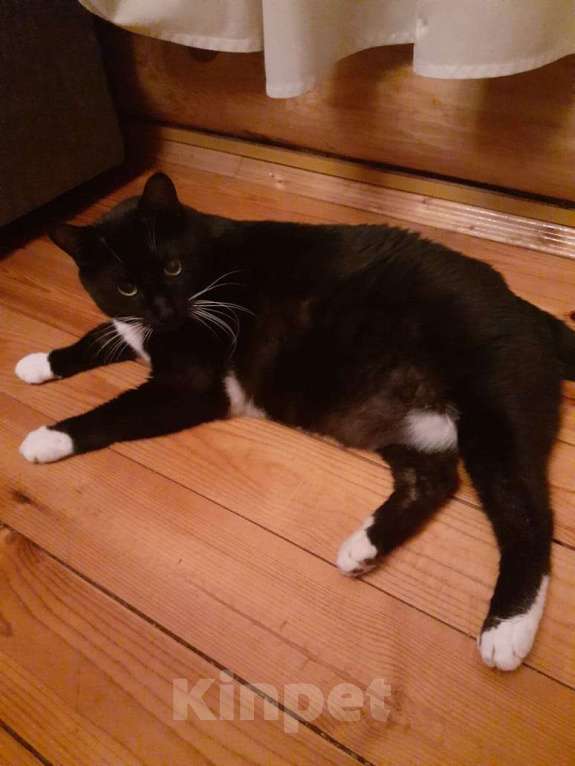 Кошки в Москве: Пожилого кота усыпляют после смерти хозяйки Мальчик, 1 руб. - фото 4