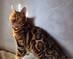Кошки в Москве: Бенгальский котик  Мальчик, 1 000 руб. - фото 1