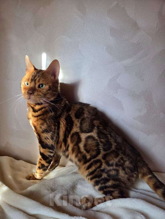 Кошки в Москве: Бенгальский котик  Мальчик, 1 000 руб. - фото 1