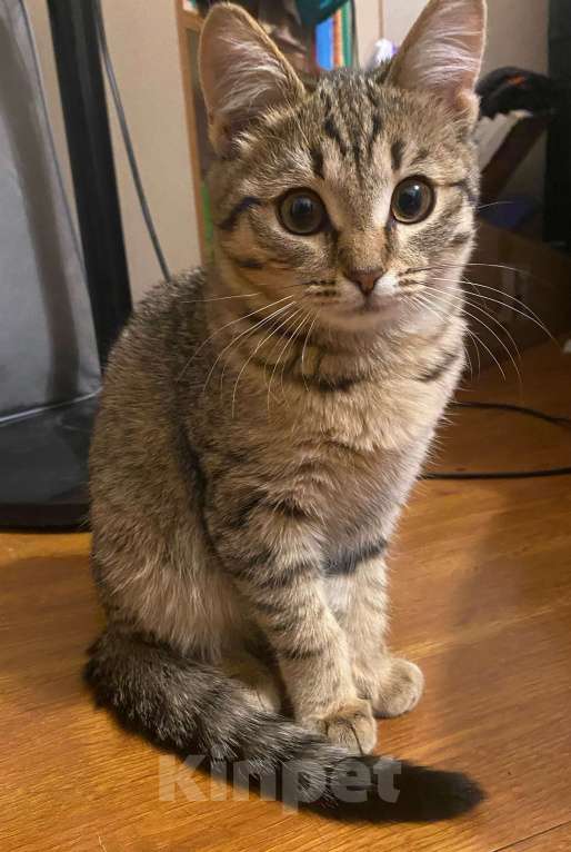 Кошки в Москве: Маленькая игривая кошечка ищет семью Девочка, Бесплатно - фото 4