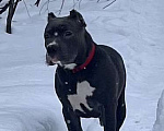 Собаки в Мурманске: Американский булли Девочка, 80 000 руб. - фото 1