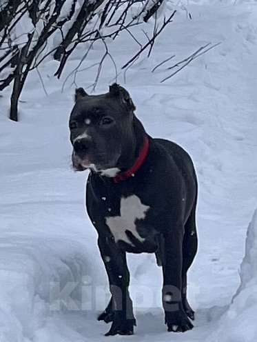 Собаки в Мурманске: Американский булли Девочка, 80 000 руб. - фото 1